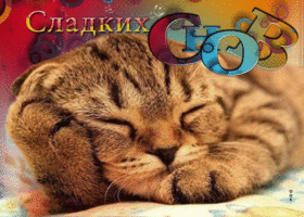 Postcard чарующая открытка сладких снов! с красивым котиком