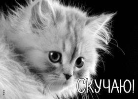 Picture черно-белая открытка скучаю! с котенком