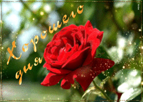 Картинка чудесная открытка хорошего дня с розой