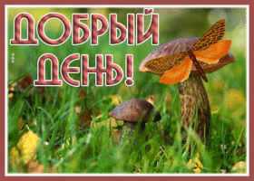 Postcard чудесная и удивительная открытка с грибочком добрый день