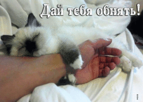 Picture чудесная открытка дай тебя обнять! с котиком