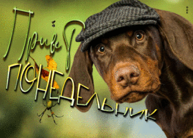 Postcard чудесная открытка привет понедельник! с собакой
