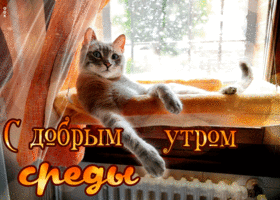 Picture чудесная открытка с добрым утром среды! с котом