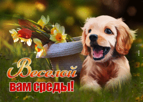 Picture чудесная открытка с щенком веселой вам среды