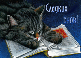 Picture чудесная открытка сладких снов! с котиком и книгой