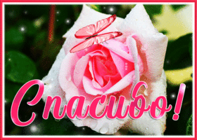 Picture чудесная открытка спасибо! с бабочкой и розой