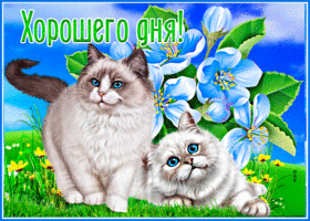 Postcard чудесная открытка хорошего дня! с кошками