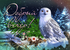 Postcard чудесная зимняя открытка с совой добрый вечер!
