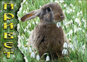 Picture чувственная открытка с зайкой в цветочках привет