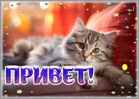 Picture дружелюбная открытка с котиком привет