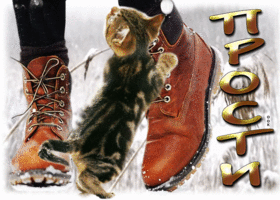 Picture душевная открытка с маленьким котенком прости