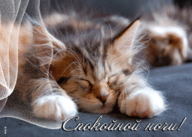 Picture эффектная открытка спокойной ночи! с пушистым котенком