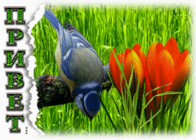 Picture элегантная открытка с птичкой привет