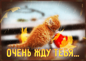 Открытка грустная открытка с котенком очень жду тебя