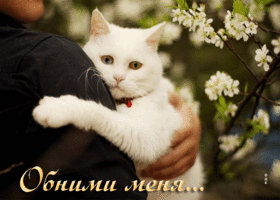 Picture изумительная открытка обними меня... с белой кошкой