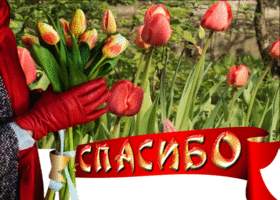 Postcard изумительная открытка с тюльпанами спасибо
