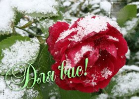Picture изящная открытка с розой в снегу для вас!