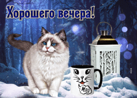 Postcard изысканная открытка хорошего вечера! с белым котиком