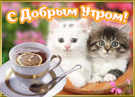 Картинка картинка доброе утро с милыми котиками