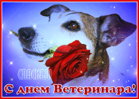 Открытка картинка гиф день ветеринарного работника россии