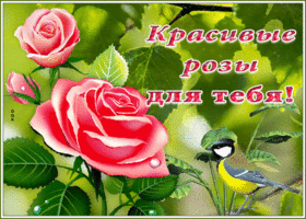 Картинка классная открытка красивые розы для тебя