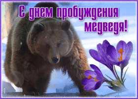Картинка красивая открытка день пробуждения медведя