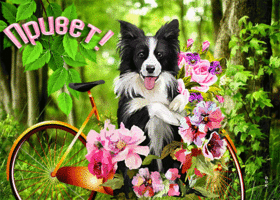Открытка красивая открытка привет с собачкой