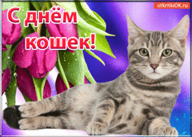 Открытка красивая открытка с днём кошек