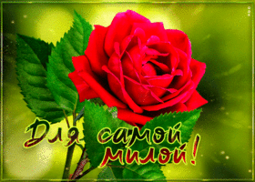 Postcard красивая открытка с розой для самой милой!