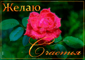 Открытка красивая открытка с розой, желаю счастья
