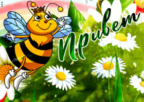 Открытка креативная открытка привет с пчелкой