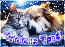 Postcard креативная открытка с кошечкой и собачкой сладких снов