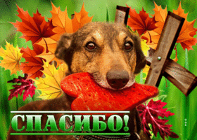Picture магическая и волшебная открытка с собачкой спасибо
