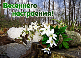 Picture милая открытка с цветочками весеннего настроения!