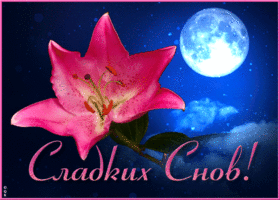 Postcard милая открытка с цветочком сладких снов