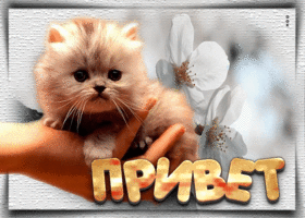 Postcard милая открытка с котенком в лодошке привет