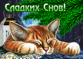 Picture милая открытка с котиком сладких снов