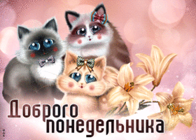Picture милая открытка с котятами доброго понедельника