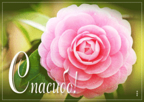 Picture милая открытка с розовым цветком спасибо!