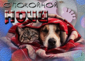 Postcard милая открытка спокойной ночи! с кошкой и собакой