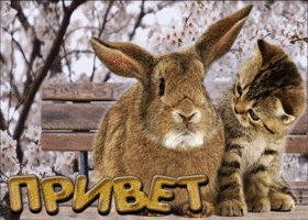 Картинка необычная открытка привет с кроликом и котёнком