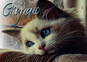 Postcard необычная открытка с грустным котиком скучаю!