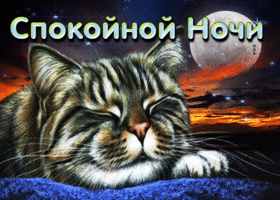 Postcard необычная открытка со спящим котом спокойной ночи!