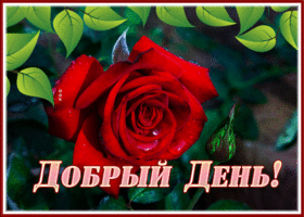 Postcard неповторимая открытка с красной розой добрый день