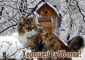 Picture неповторимая открытка хорошей субботы! с забавным котом