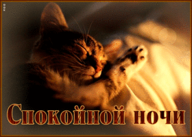 Picture невероятная и удивительная гиф-открытка с котиком спокойной ночи
