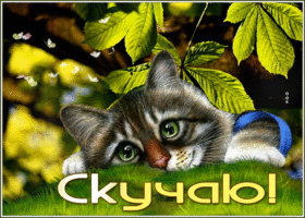 Postcard нежная открытка с котиком скучаю!