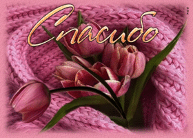 Postcard нежная открытка с розовыми тюльпанами спасибо!