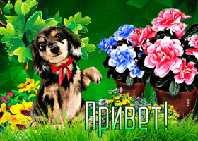 Postcard очаровательная открытка привет! с цветами и собачкой