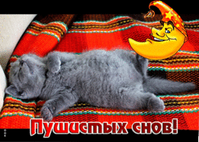 Postcard очаровательная открытка пушистых снов! с маленьким котиком